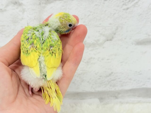 カメラを向けると笑顔になっちゃう🐣🌿セキセイインコ(パイド) ヒナ セキセイインコ