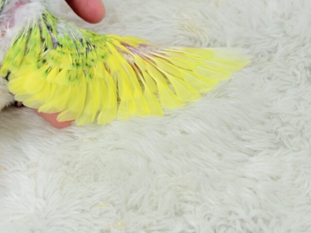 カメラを向けると笑顔になっちゃう🐣🌿セキセイインコ(パイド) ヒナ セキセイインコ