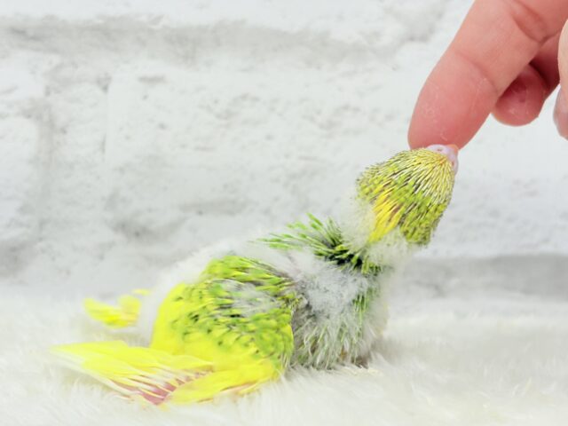 カメラを向けると笑顔になっちゃう🐣🌿セキセイインコ(パイド) ヒナ セキセイインコ