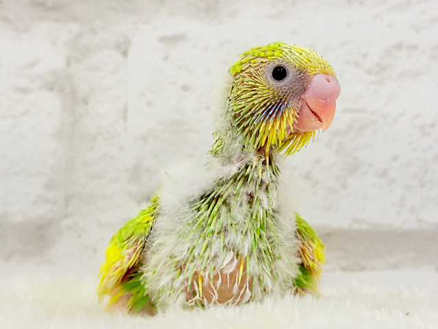 カメラを向けると笑顔になっちゃう🐣🌿セキセイインコ(パイド) ヒナ カメラを向けると笑顔になっちゃう🐣🌿セキセイインコ(パイド) ヒナ