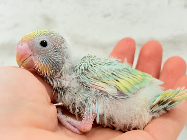 元気いっぱい！駆け回るゾ〜！！！セキセイインコ(パステルカラーレインボー) ヒナ