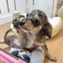 お腹を見せるサービスは年中無休☆チワックスくん！