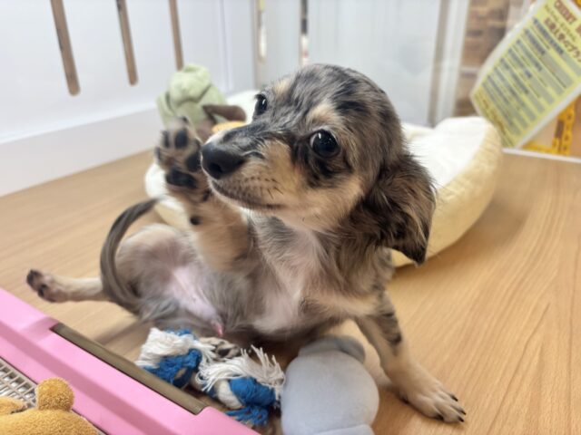 お腹を見せるサービスは年中無休☆チワックスくん！