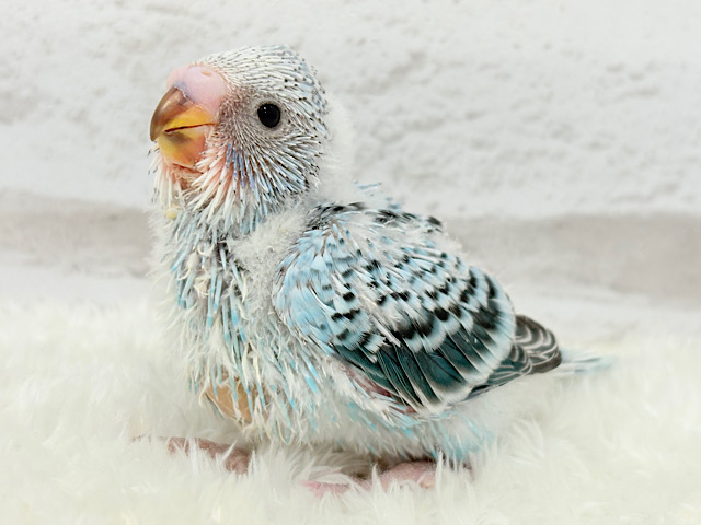 可愛いが過ぎてるね？？💖セキセイインコ(オパーリン) ヒナ
