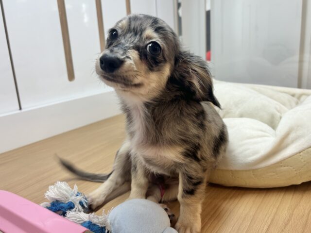 お腹を見せるサービスは年中無休☆チワックスくん! チワックス