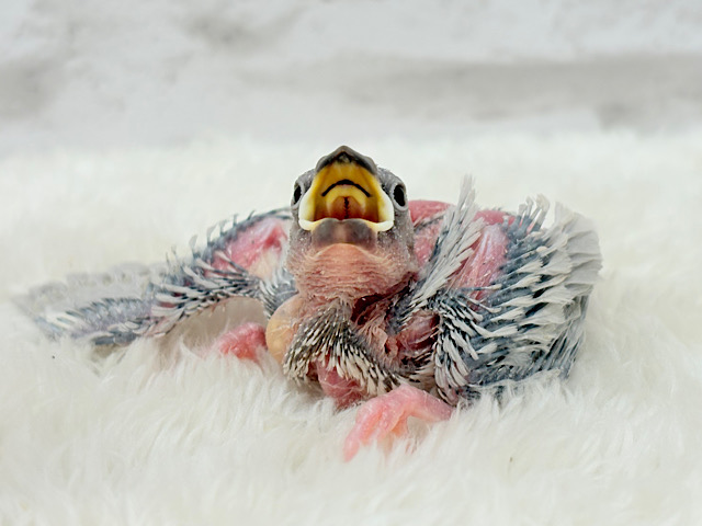 食欲旺盛‪☆モリモリ食べる‪☆シルバー文鳥 ヒナ
