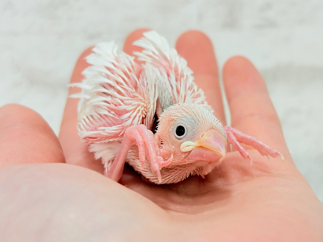 今時期ピッタリ大福ちゃん🐣🍡白文鳥 ヒナ
