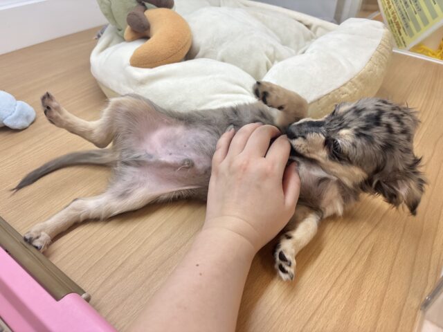 お腹を見せるサービスは年中無休☆チワックスくん! チワックス