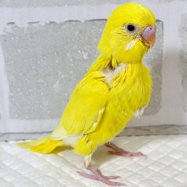 セキセイインコ ルチノー ⭐⟡˚.⋆