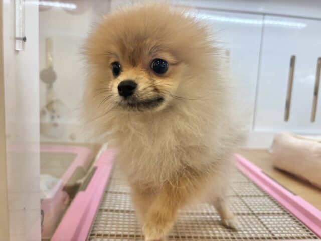 ボクの虜になぁ〜〜れっ♡♡ポメラニアンくん! ポメラニアン