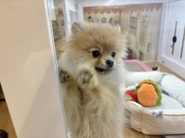 ポメラニアン