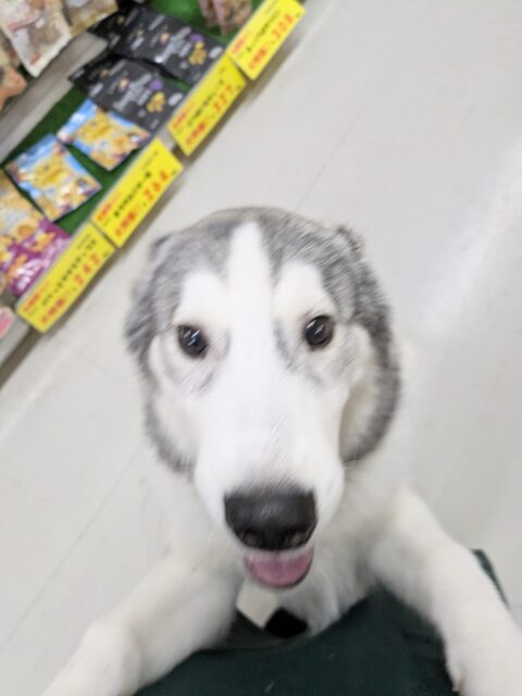 シベリアンハスキー