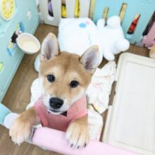 最新画像更新！！魅惑のもっちりボディ☆　柴犬の女のコ　2025/12/4撮影