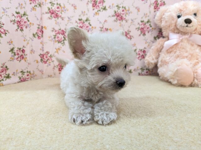 お友達はピンクのクマたん🎀 ハーフ犬(トイプードル×チワワ)の女のコ 2025/12/3撮影 チワプー