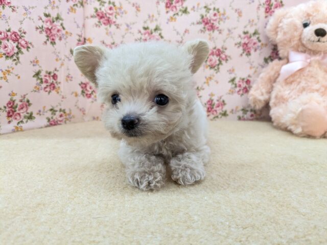 お友達はピンクのクマたん🎀 ハーフ犬(トイプードル×チワワ)の女のコ 2025/12/3撮影 チワプー