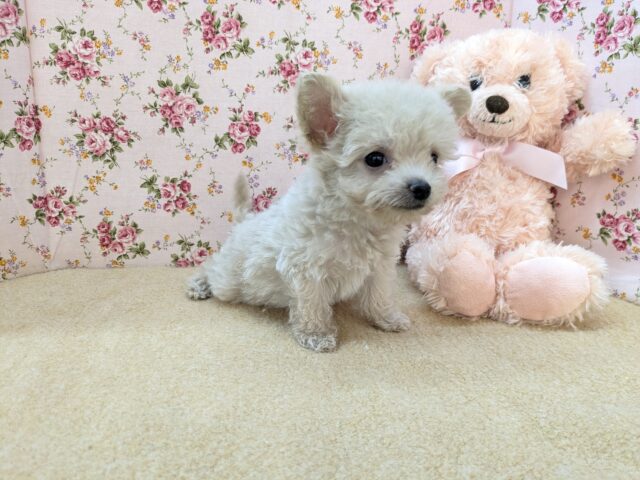 お友達はピンクのクマたん🎀 ハーフ犬(トイプードル×チワワ)の女のコ 2025/12/3撮影 チワプー
