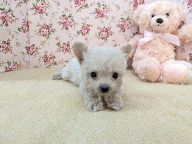 お友達はピンクのクマたん🎀 ハーフ犬(トイプードル×チワワ)の女のコ 2025/12/3撮影 チワプー