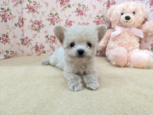 お友達はピンクのクマたん🎀 ハーフ犬(トイプードル×チワワ)の女のコ 2025/12/3撮影 お友達はピンクのクマたん🎀 ハーフ犬(トイプードル×チワワ)の女のコ 2025/12/3撮影