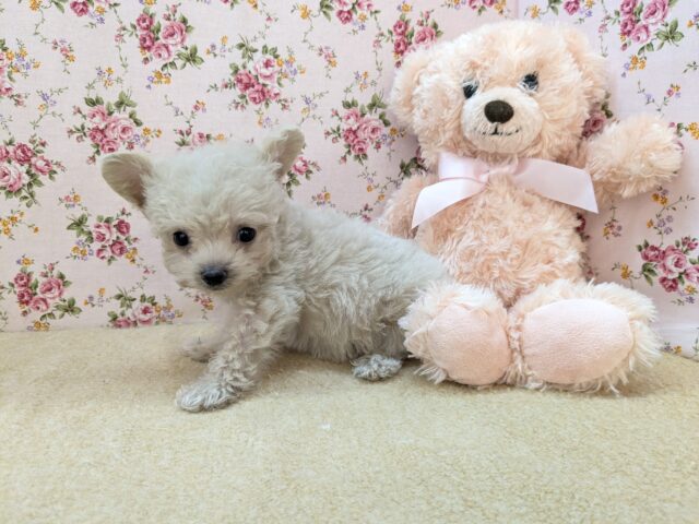 お友達はピンクのクマたん🎀 ハーフ犬(トイプードル×チワワ)の女のコ 2025/12/3撮影 チワプー