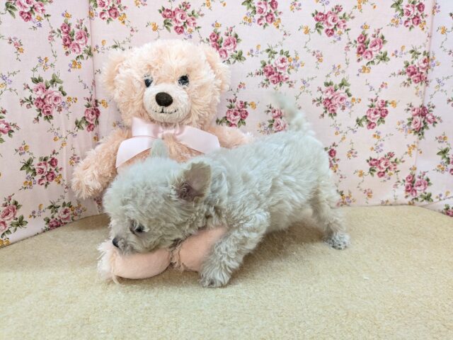 お友達はピンクのクマたん🎀 ハーフ犬(トイプードル×チワワ)の女のコ 2025/12/3撮影 チワプー