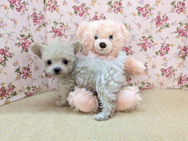 お友達はピンクのクマたん🎀 ハーフ犬(トイプードル×チワワ)の女のコ 2025/12/3撮影 チワプー