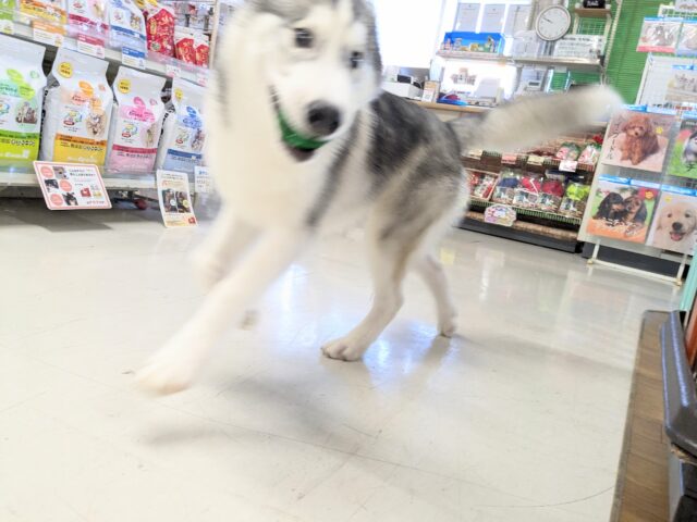 シベリアンハスキー