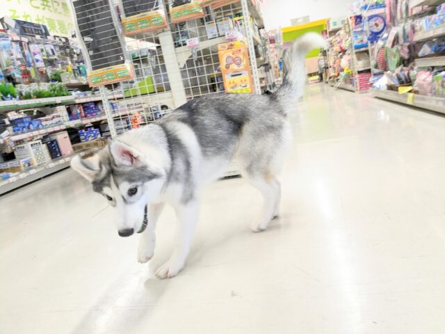 シベリアンハスキー