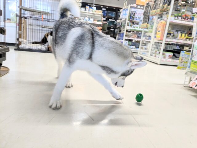 シベリアンハスキー