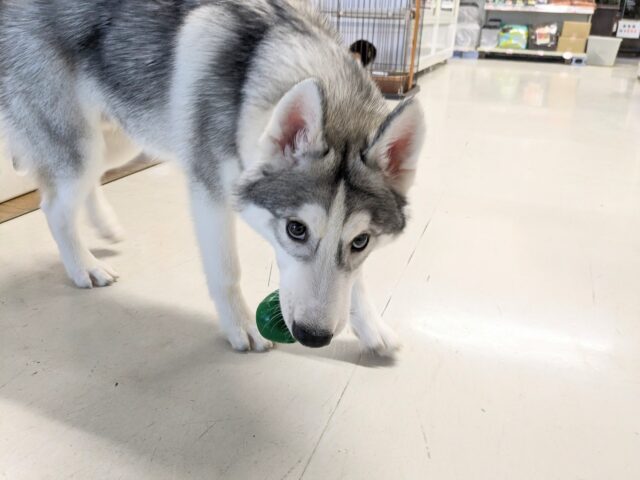 シベリアンハスキー