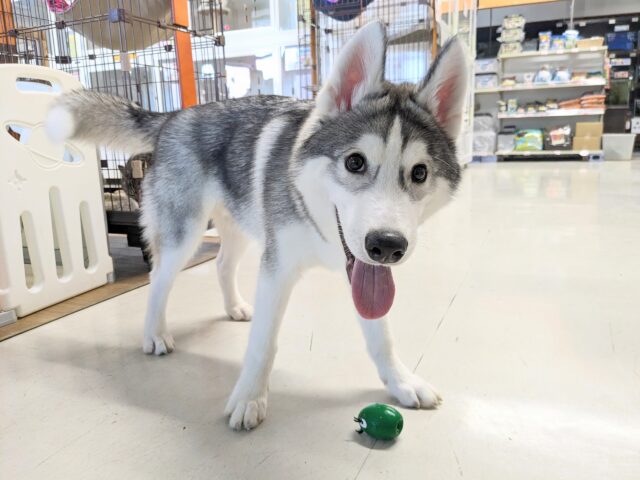 最新画像更新！！おすわりマスター✨　シベリアンハスキーの男のコ　2025/12/5撮影