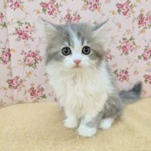 おめめパッチン✨　ラガマフィンの女のコ　2025/12/9撮影