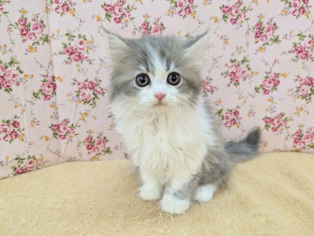 おめめパッチリ✨　ラガマフィンの女のコ　2025/12/9撮影