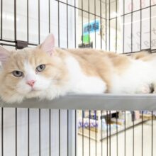 気品さ漂うイケメン王子✨　ミヌエットの男のコ　2025/12/17撮影