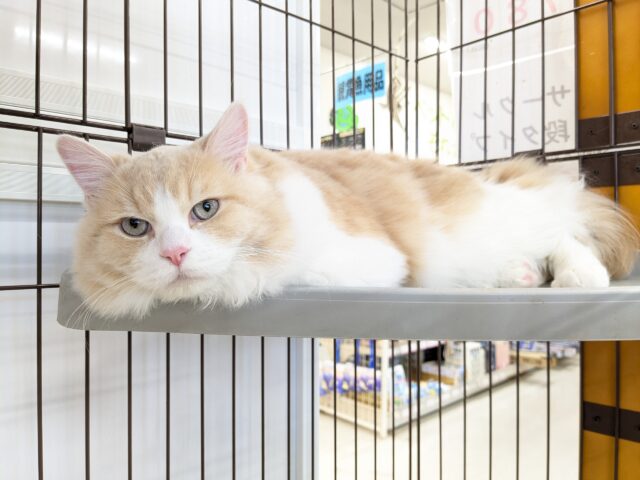 気品さ漂うイケメン王子✨ ミヌエットの男のコ 2025/12/17撮影 ミヌエット