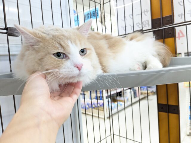 気品さ漂うイケメン王子✨ ミヌエットの男のコ 2025/12/17撮影 ミヌエット