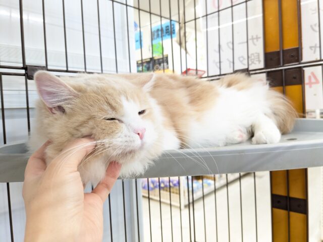 気品さ漂うイケメン王子✨ ミヌエットの男のコ 2025/12/17撮影 ミヌエット