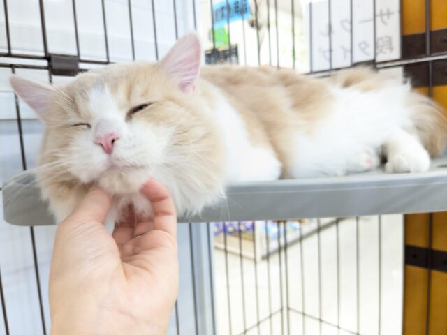 気品さ漂うイケメン王子✨ ミヌエットの男のコ 2025/12/17撮影 ミヌエット