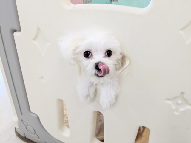 純白の天使降臨👼 マルチーズの女のコ 2025/12/17 撮影 マルチーズ