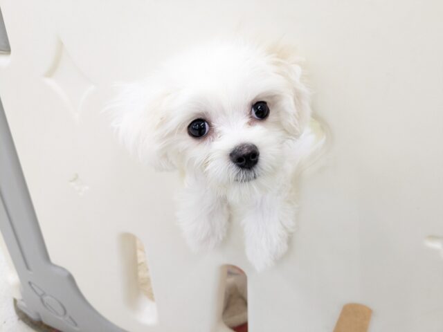 純白の天使降臨👼 マルチーズの女のコ 2025/12/17 撮影 マルチーズ