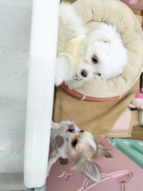 純白の天使降臨👼 マルチーズの女のコ 2025/12/17 撮影 マルチーズ