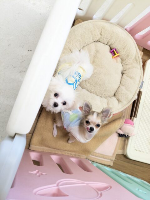 純白の天使降臨👼 マルチーズの女のコ 2025/12/17 撮影 マルチーズ