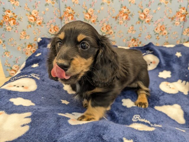 ミニチュアダックス