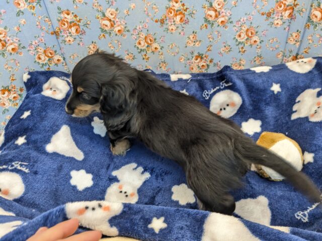 ミニチュアダックス