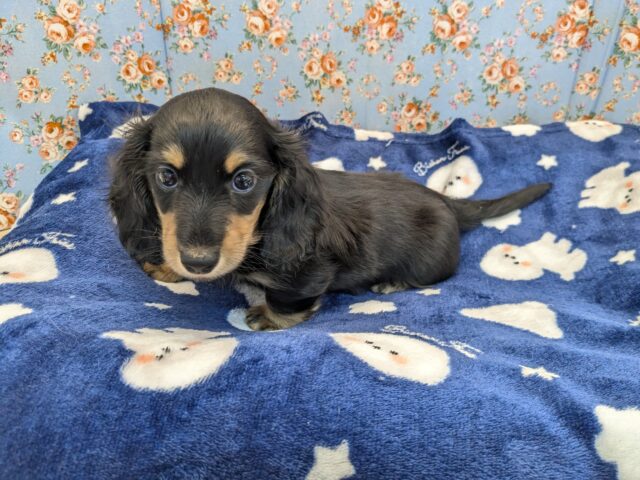 ミニチュアダックス