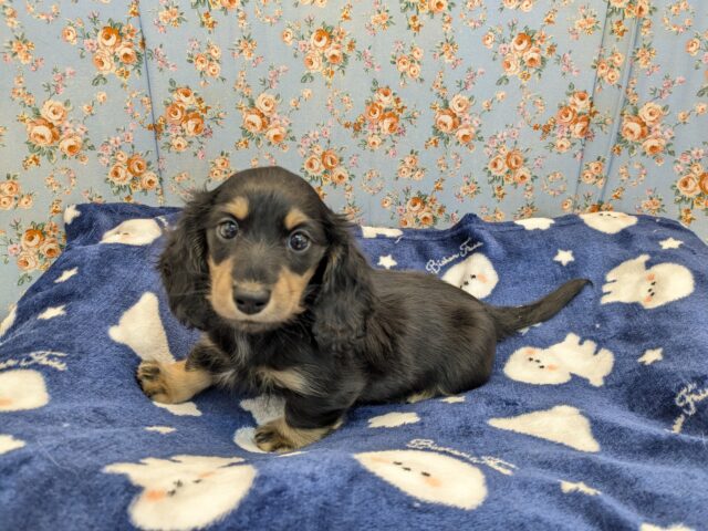 ミニチュアダックス