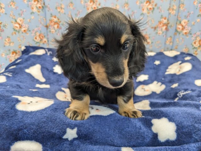 ミニチュアダックス