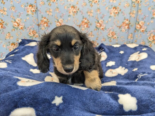 ミニチュアダックス