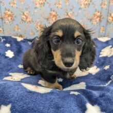 最上級にかわいいの💗　ミニチュアダックスの男のコ　2025/12/28撮影