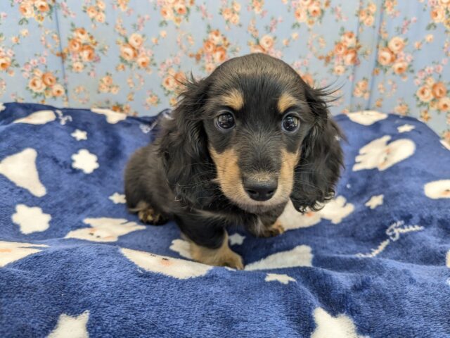 最上級にかわいいの💗　ミニチュアダックスの男のコ　2025/12/28撮影