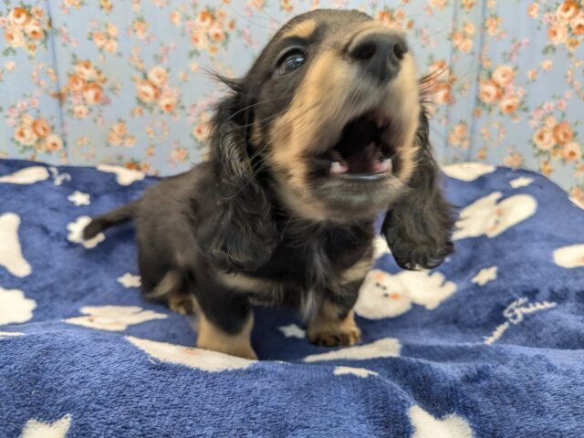 ミニチュアダックス